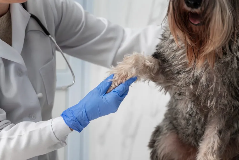 Veterinarian examining a dog's front leg