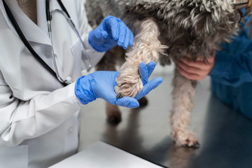 Gloved hands checking a dog's leg joint