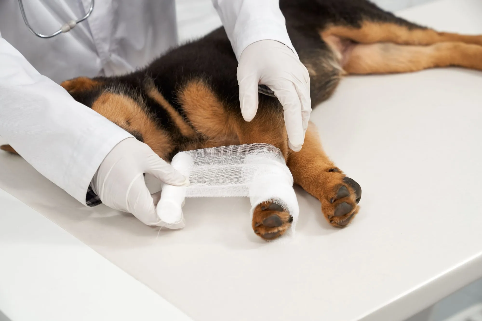 Veterinarian bandaging a dog's leg