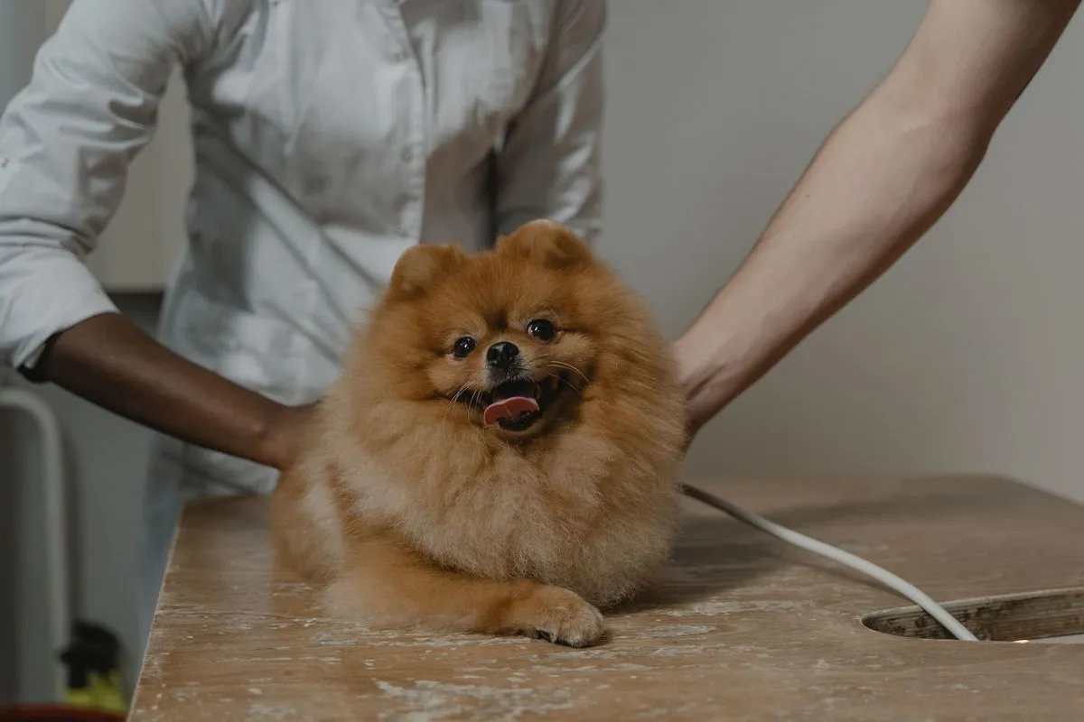 Veterinarian gently handling a Pomeranian on the exam table
