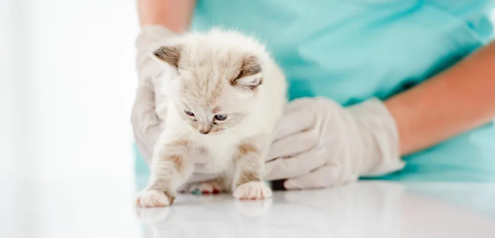 Gloved hands steadying a kitten on the exam table