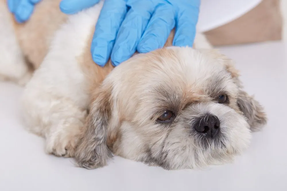 Gloved hands gently holding a small dog's head