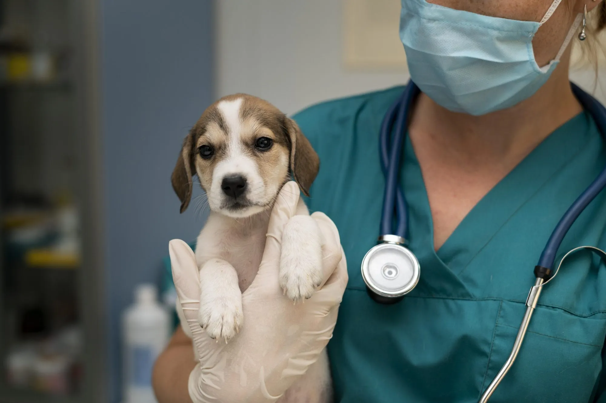 Veterinary nurse holding a beagle puppy