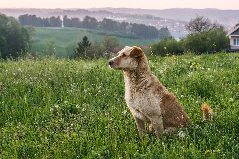 A dog sitting in a green meadow above the hills