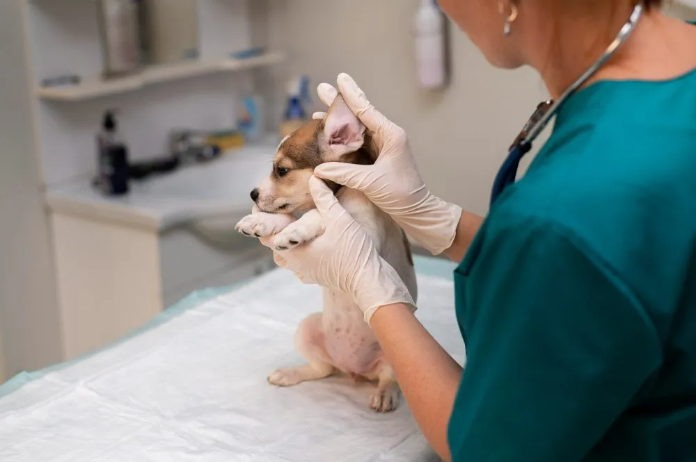 Veterinary nurse examining a puppy's ear