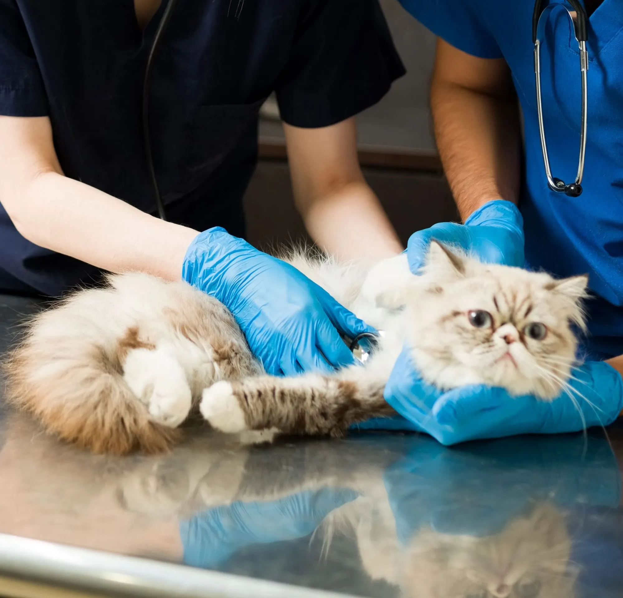 Veterinary team gently examining a Persian cat