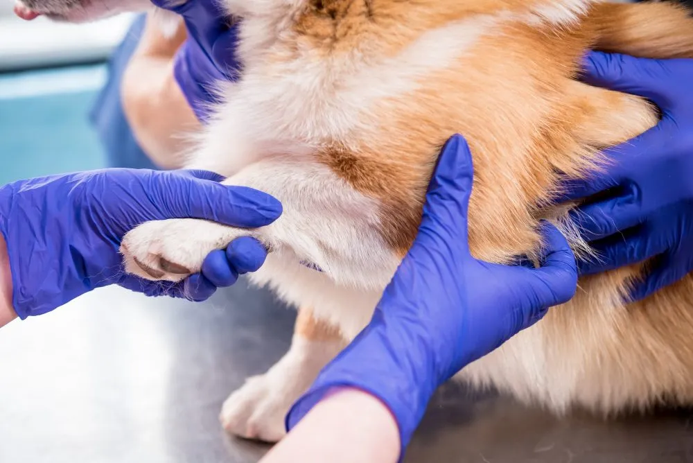 Gloved hands examining a dog's body