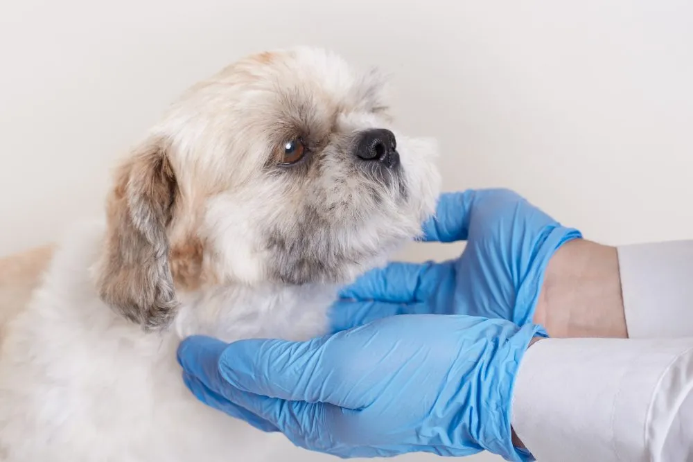 Gloved hands gently holding a small dog