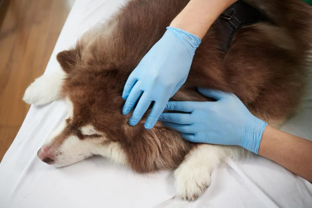 Gloved hands working along a dog's back