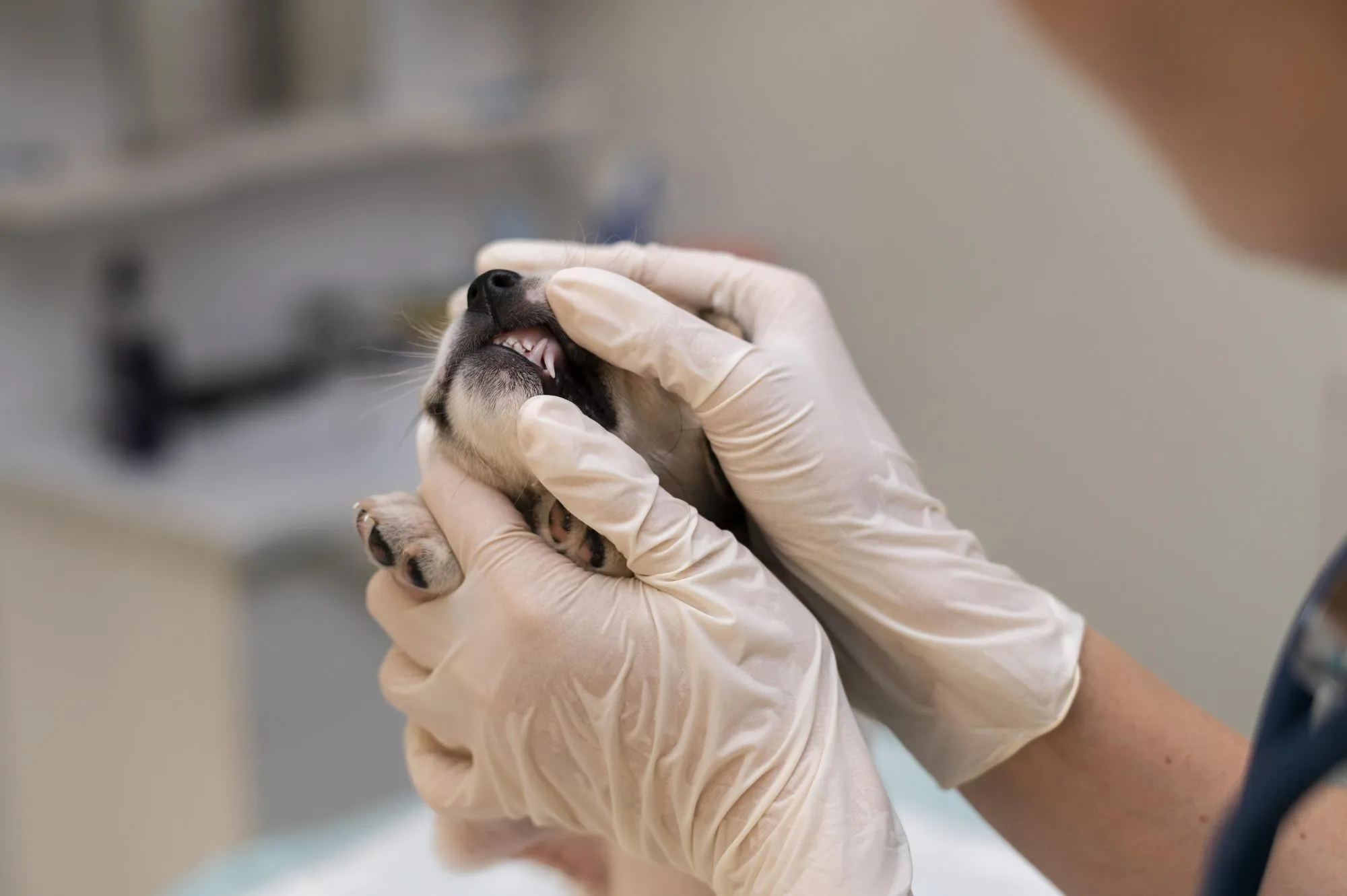Veterinarian checking a dog's teeth and gums