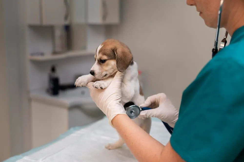 Veterinarian listening to a puppy's heart with a stethoscope