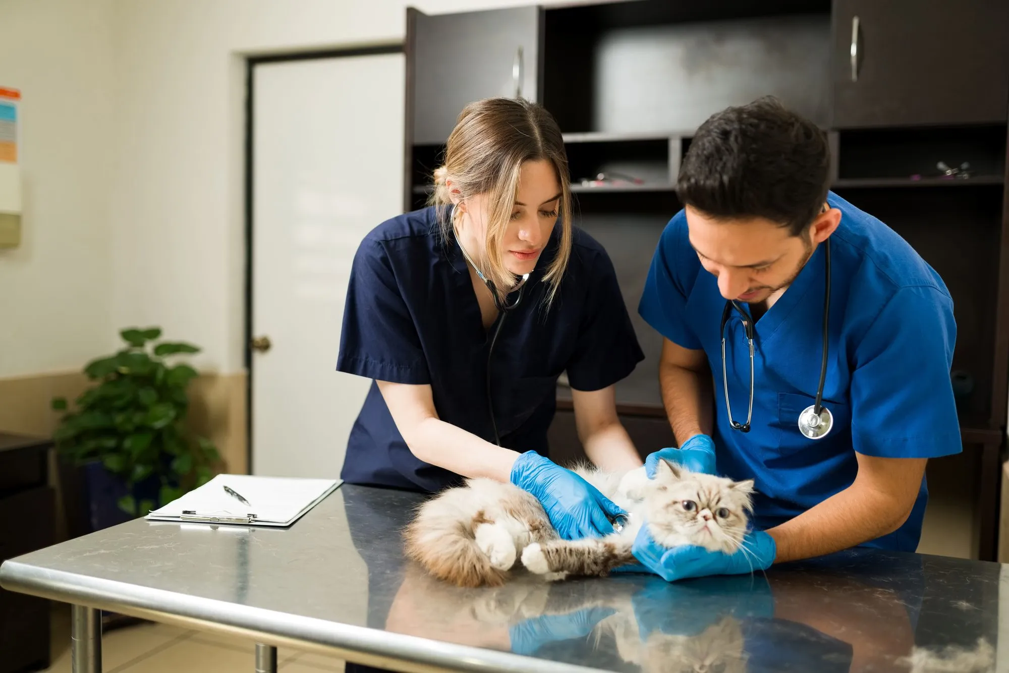 Two veterinarians examining a white cat on an exam table
