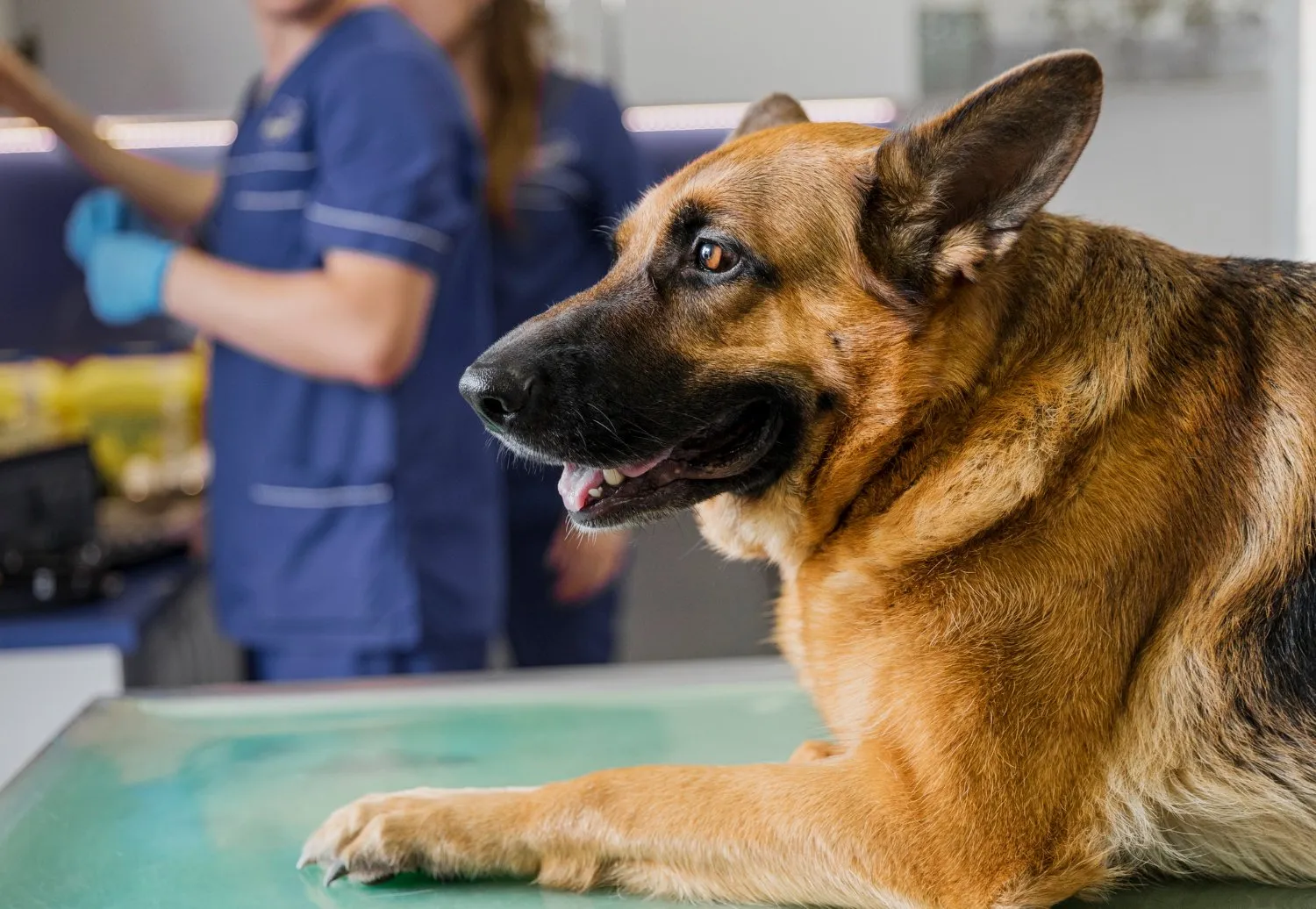 A German Shepherd resting on an exam table while veterinary staff work behind him