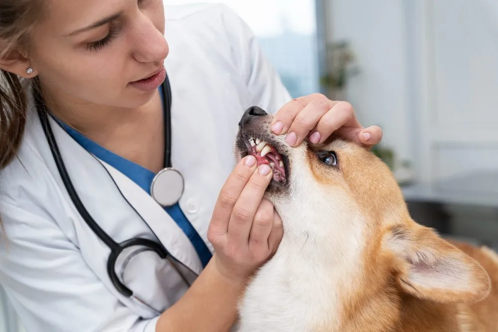 Veterinarian examining a dog's teeth