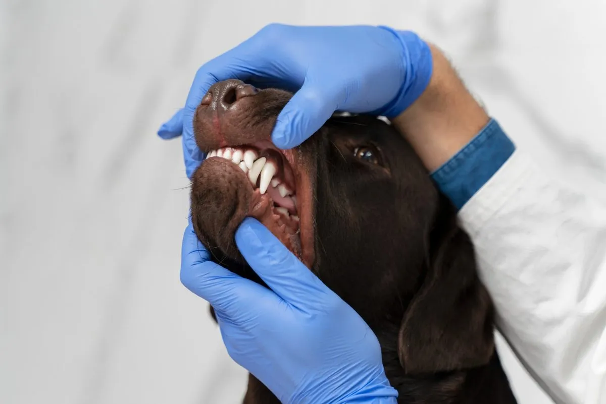 Gloved hands opening a dog's mouth for a dental exam