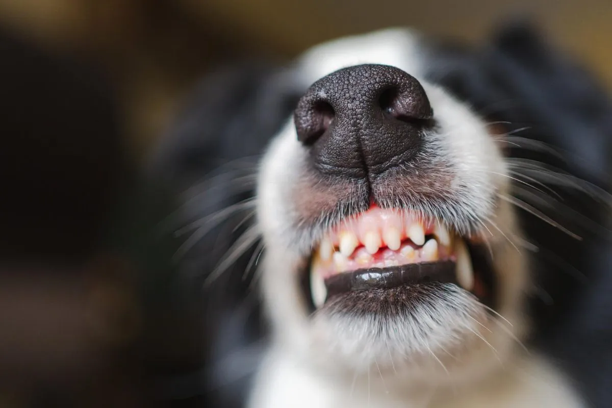 Close-up of a dog's front teeth