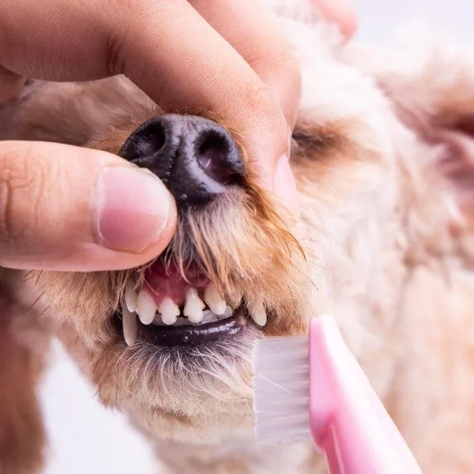 Small dog getting its teeth brushed with a pink toothbrush