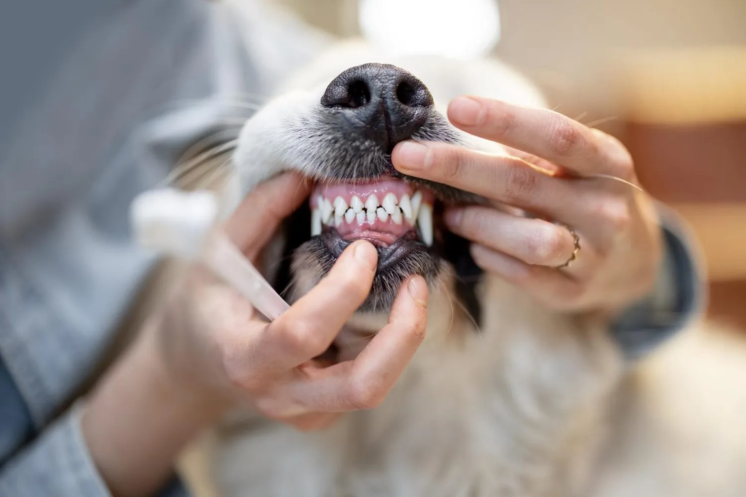 Veterinarian lifting a dog's lip to inspect its teeth