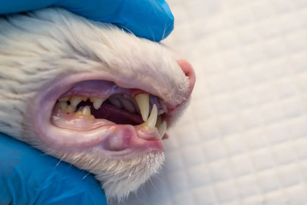 Close-up of a cat's teeth and gums during an exam