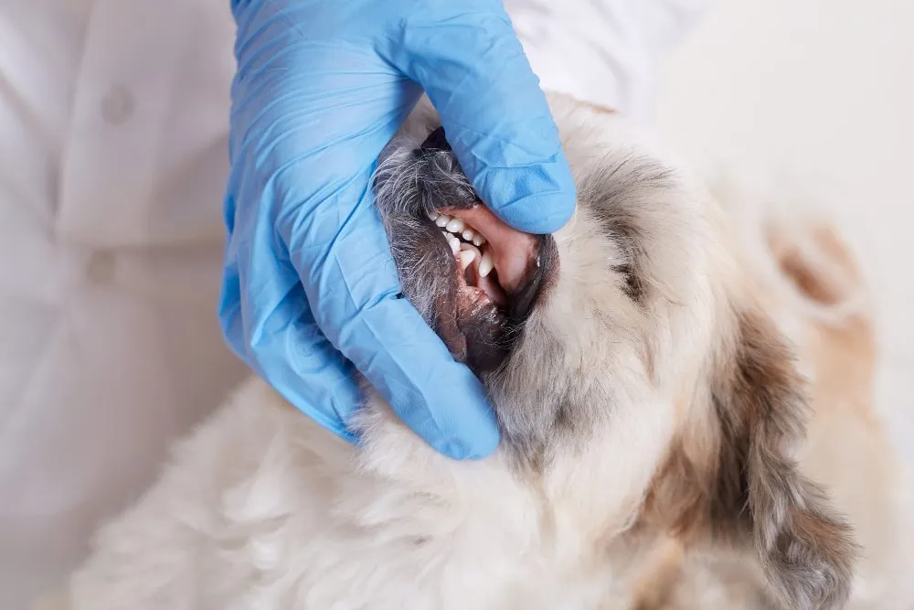 Gloved hands examining a small dog's teeth