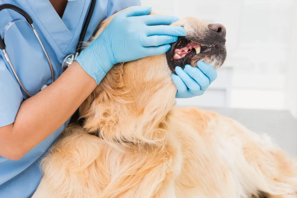 Veterinarian examining a golden retriever's teeth