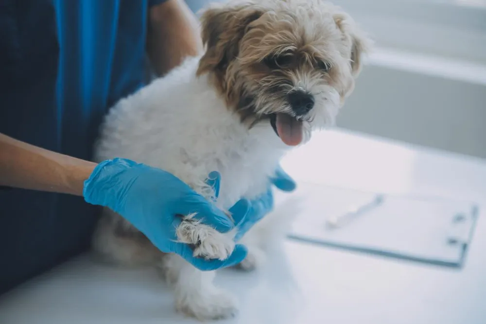 Veterinarian holding a small dog during a diagnostic visit