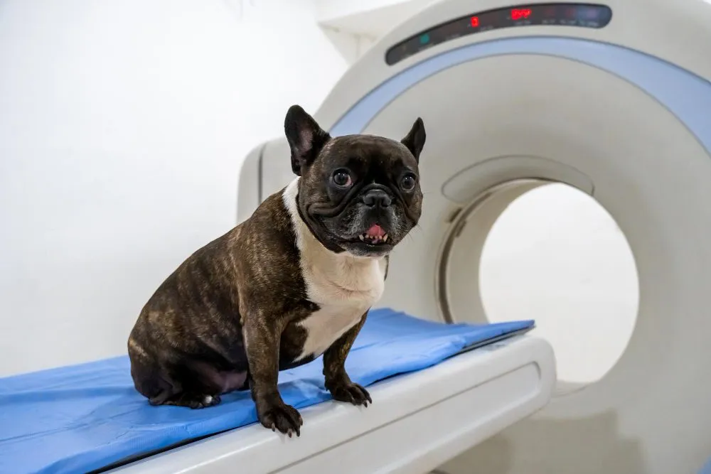 French bulldog on a diagnostic imaging table