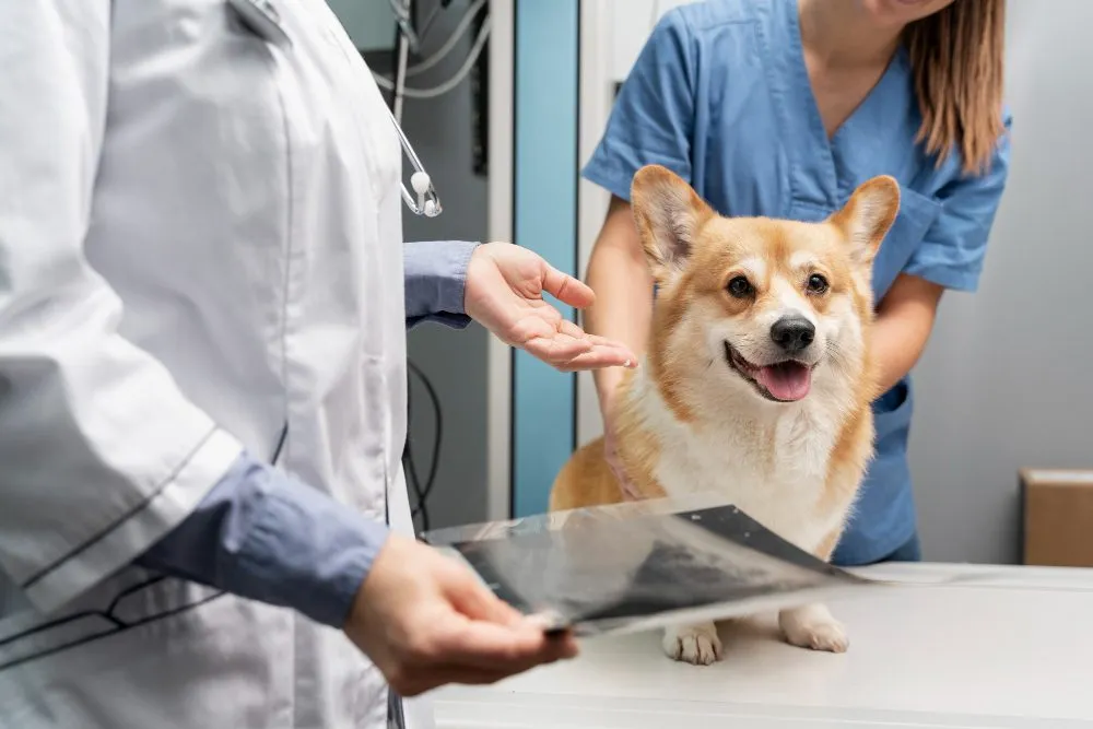 Veterinary team reviewing a corgi's X-ray