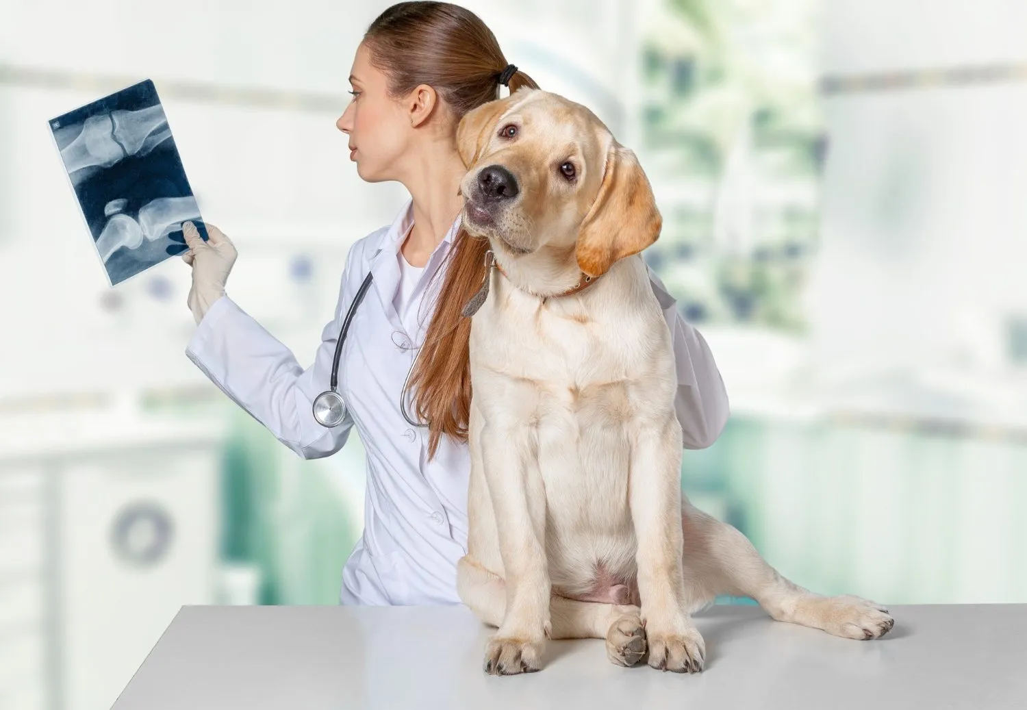 Veterinarian reviewing an X-ray beside a golden retriever