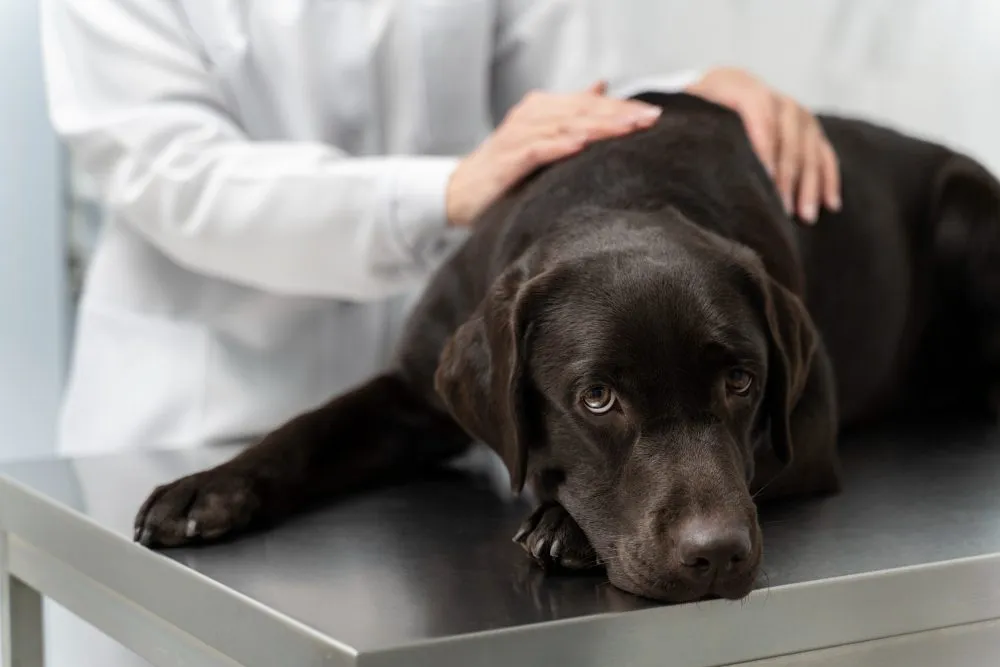 Black Labrador lying on an exam table