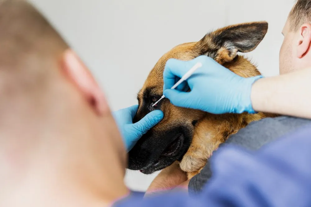 Veterinarian cleaning a dog's ear with a swab