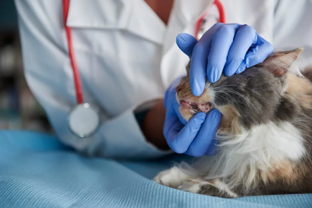 Veterinarian examining a cat's ear