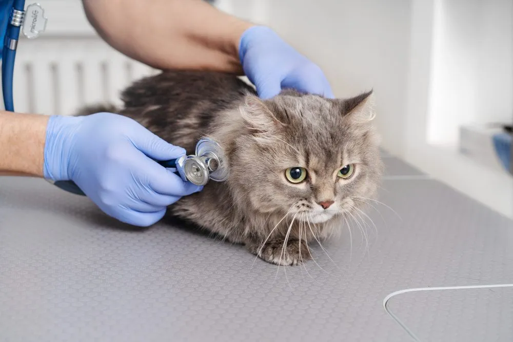 Veterinarian using a stethoscope on a gray cat