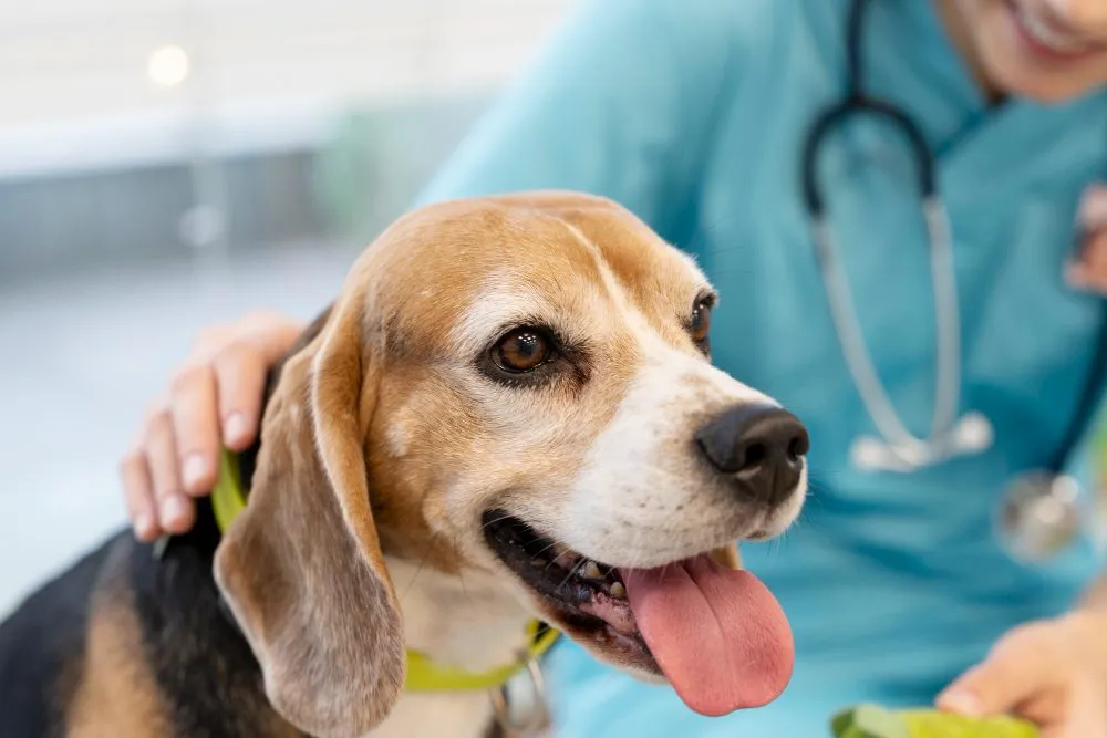 Happy beagle with a veterinarian wearing a stethoscope