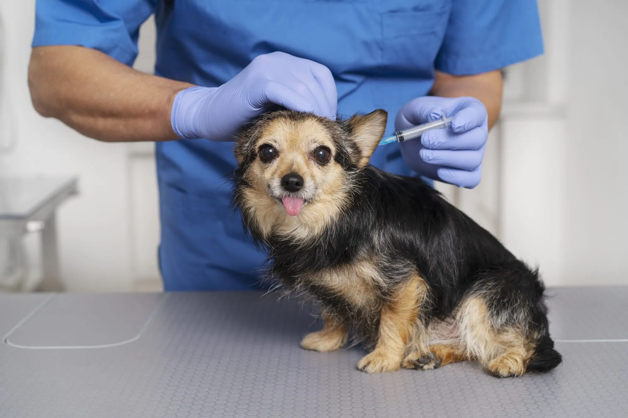 Veterinarian listening to a small dog's heart