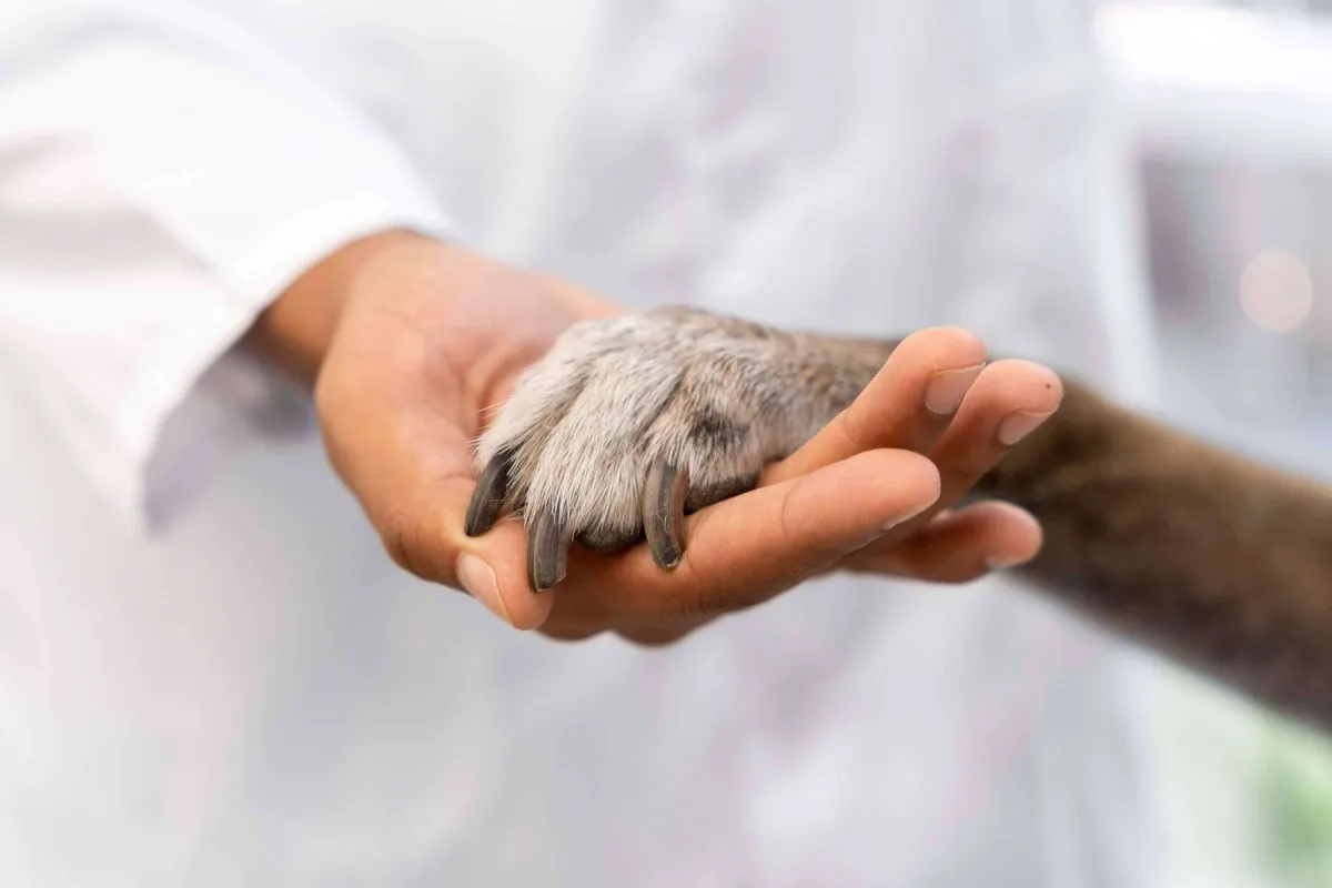 Dog's paw held in a veterinarian's hands