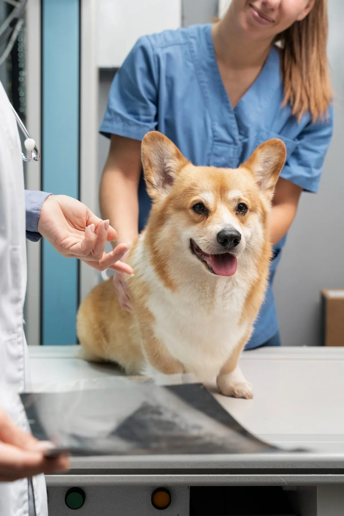 Corgi on the exam table beside its X-rays
