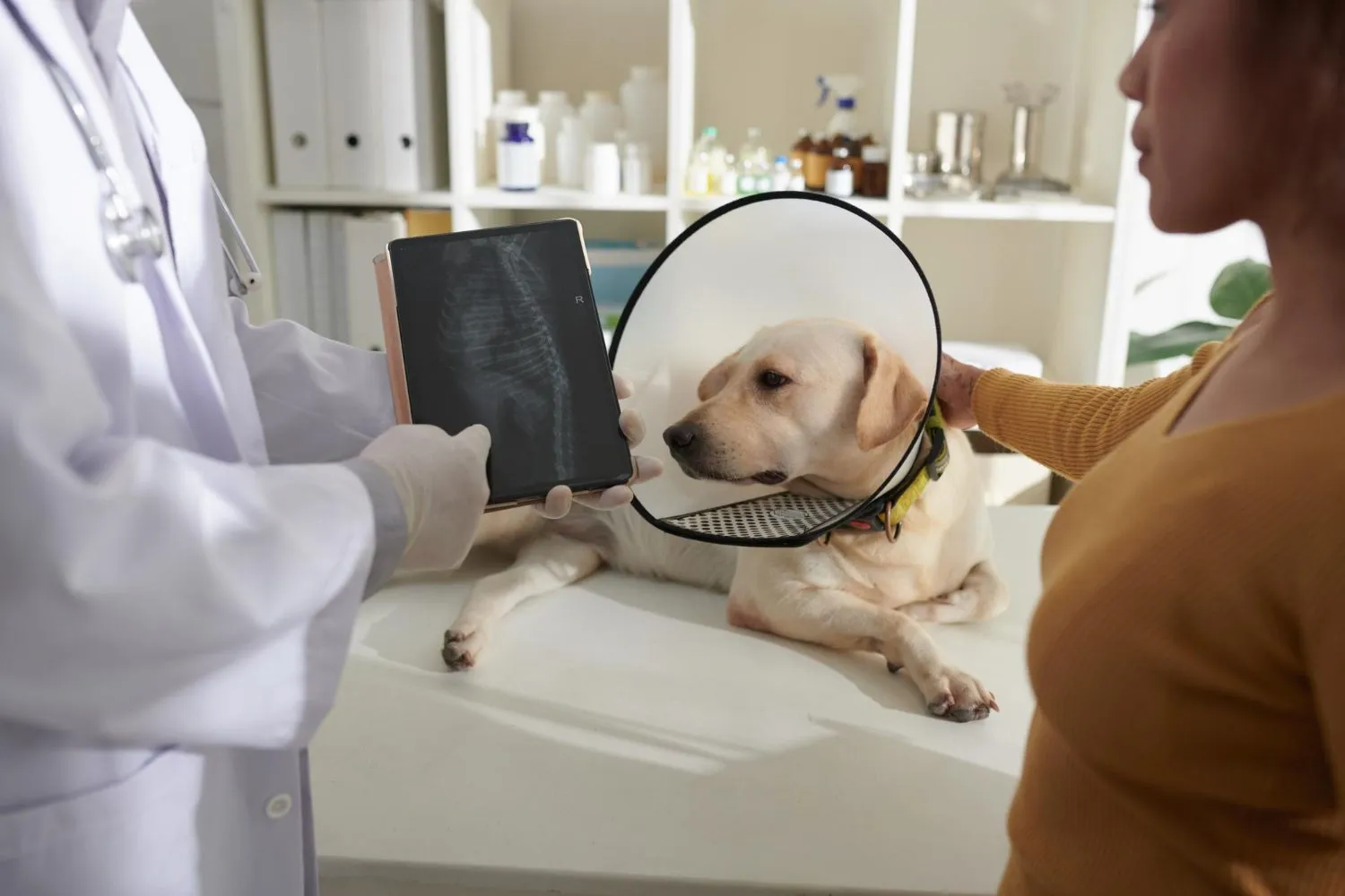 Veterinarian reviewing an X-ray of a dog wearing a recovery cone