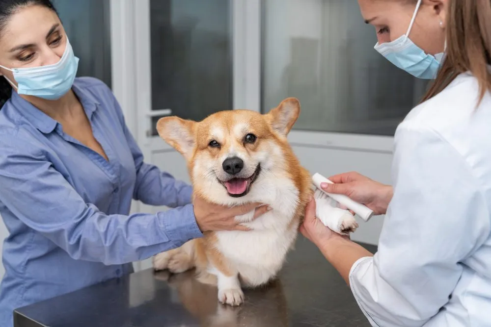 Veterinary team welcoming a corgi to its exam