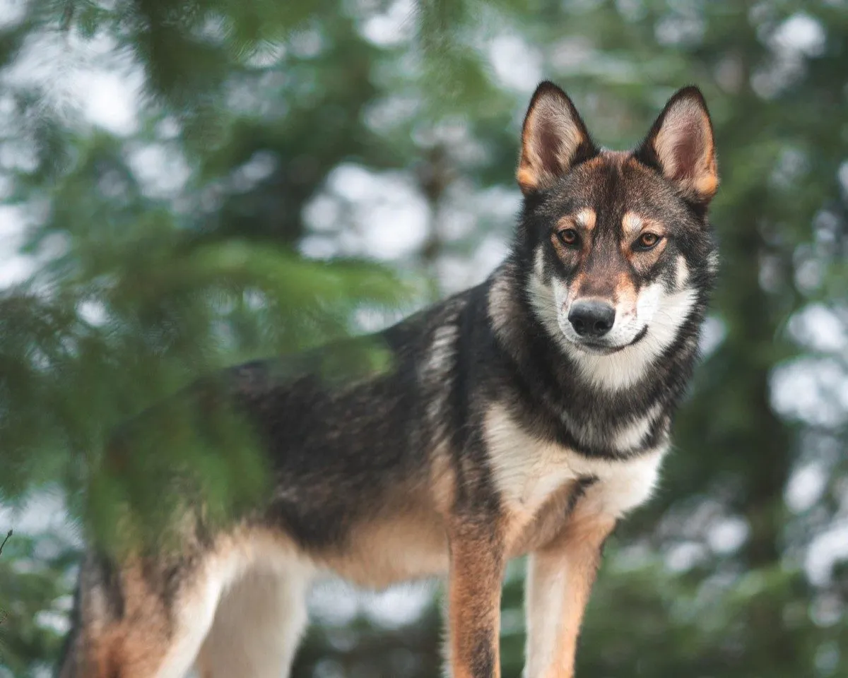 A husky standing in an Oregon forest