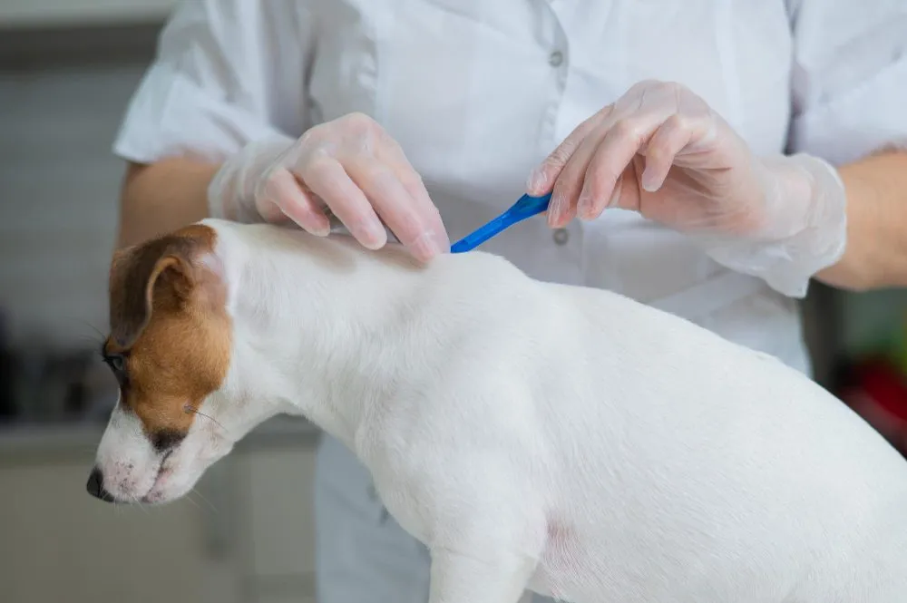 Veterinarian giving a small white dog an injection