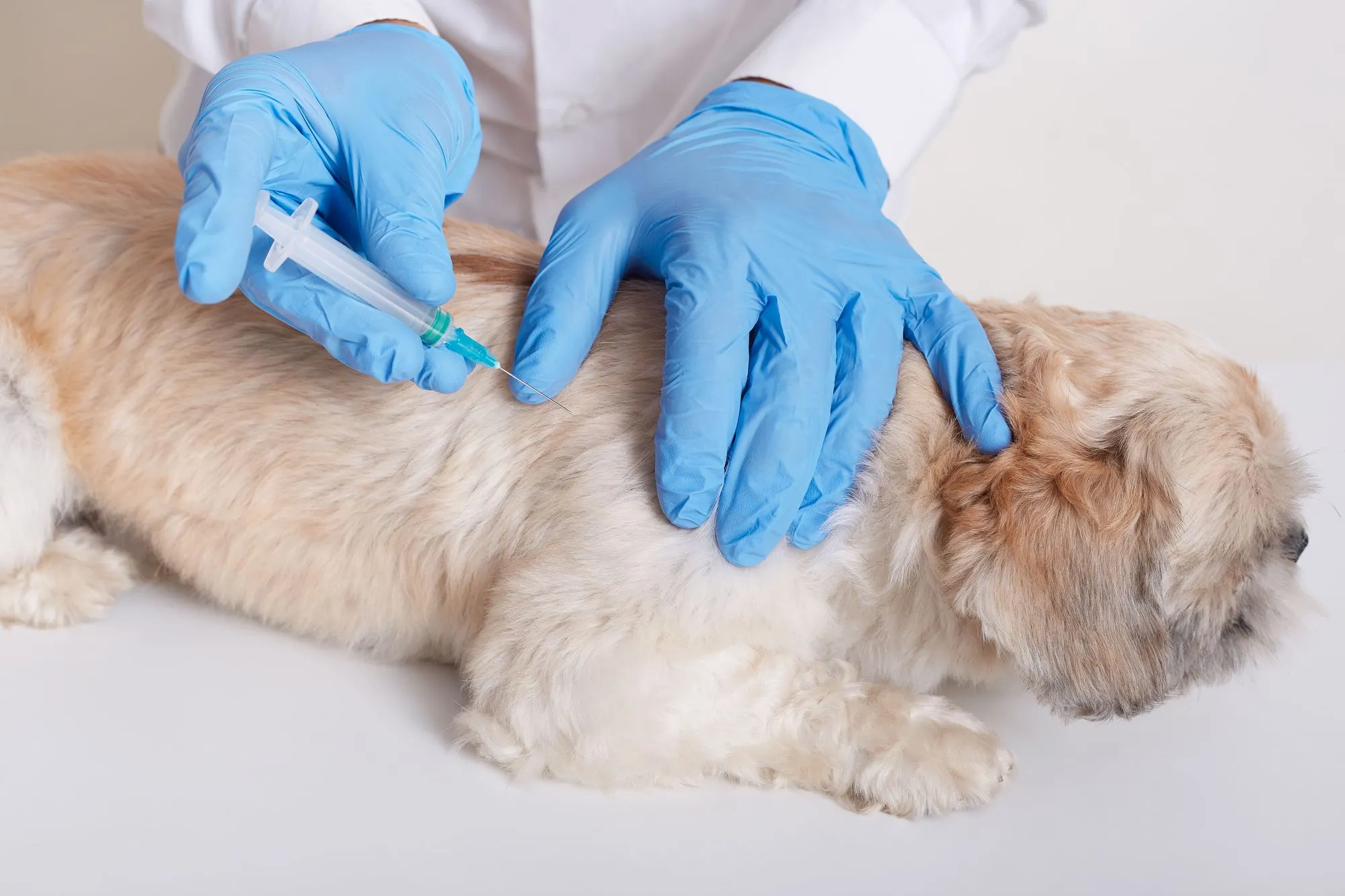 Veterinarian drawing a blood sample from a fluffy dog
