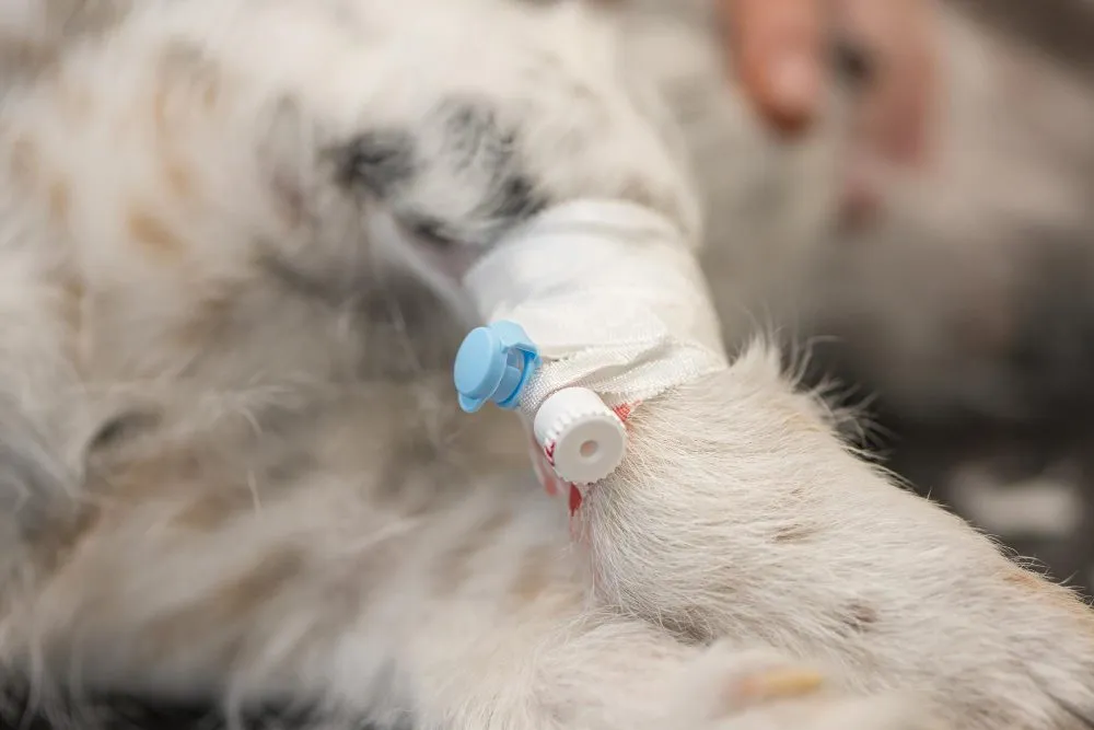 Dog's leg with an IV catheter bandaged in place