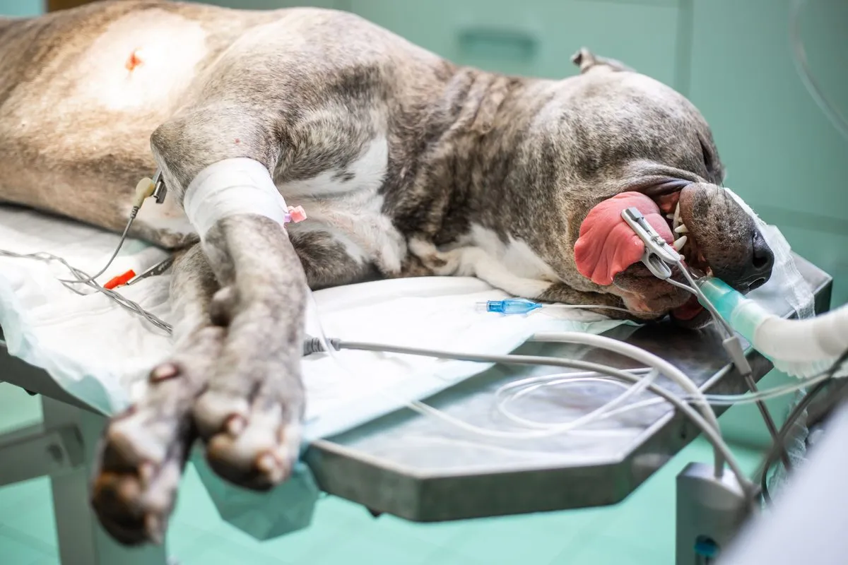 Dog under anesthesia being monitored during surgery