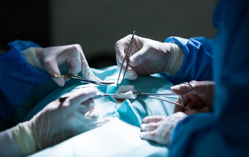 Teeth Internal Structure Four Corners Veterinary Clinic - Internal Surgery