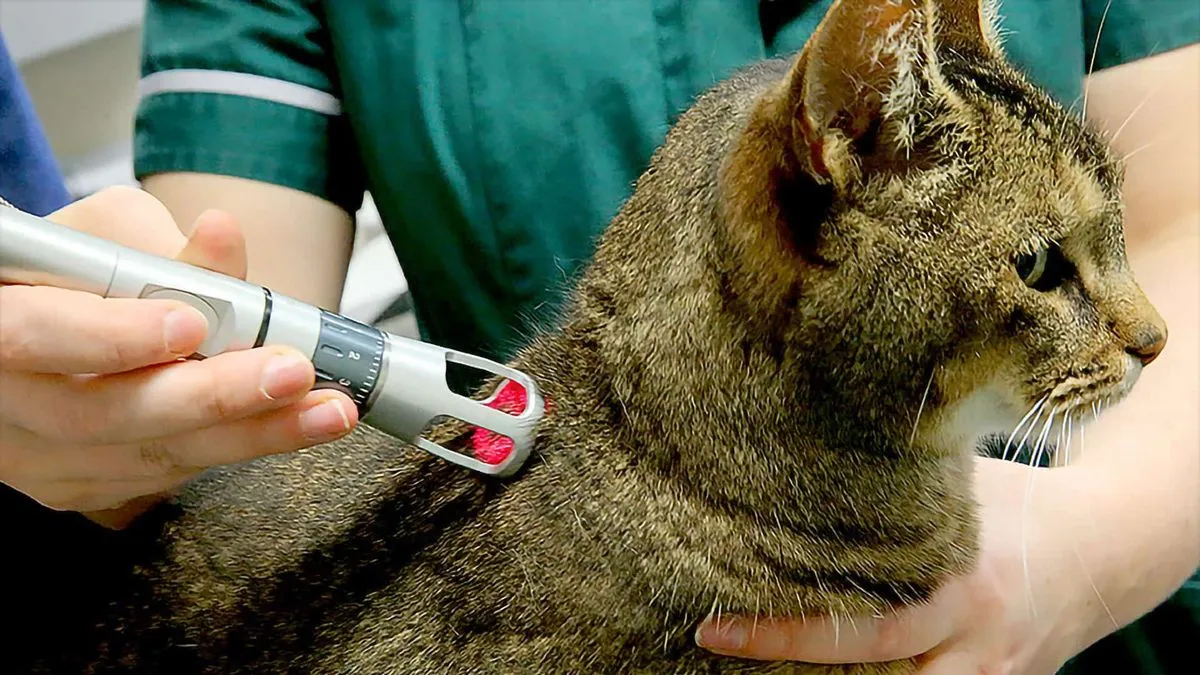 Laser therapy device used on a tabby cat