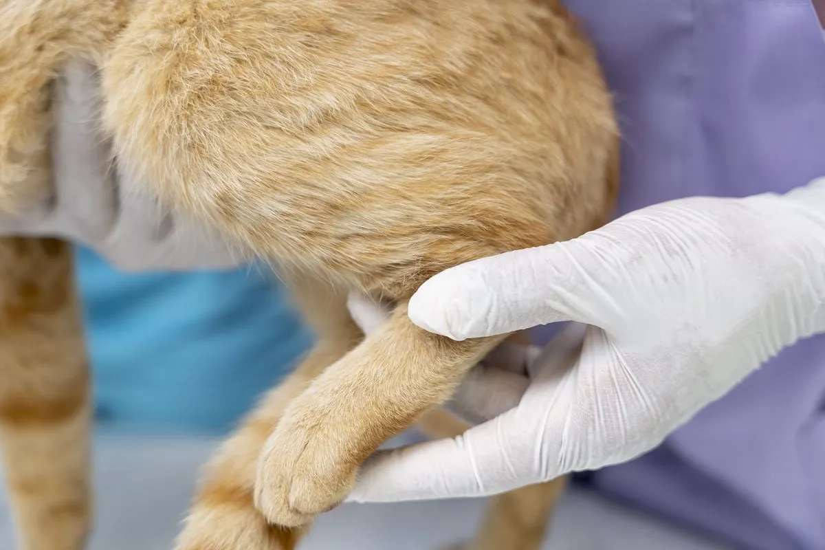 Gloved hands supporting a cat's leg during treatment