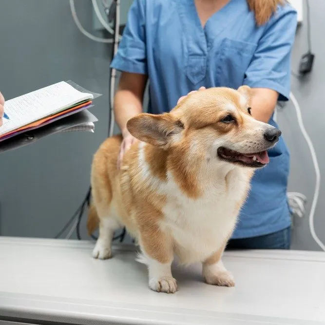 Corgi standing on the exam table during an orthopedic check