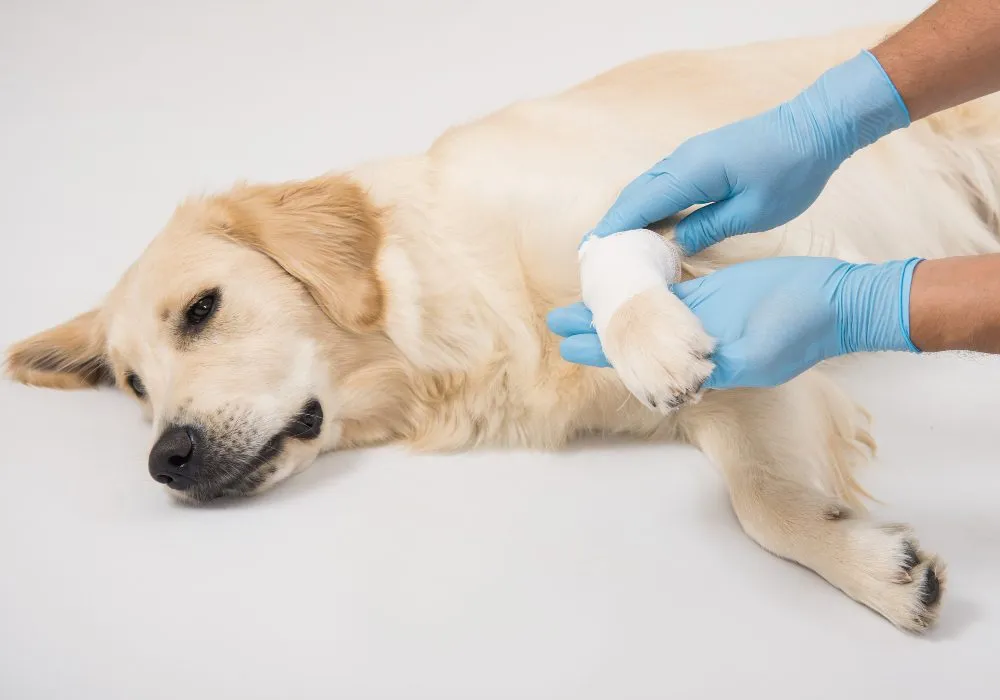 Veterinarian wrapping a bandage on a Labrador's paw