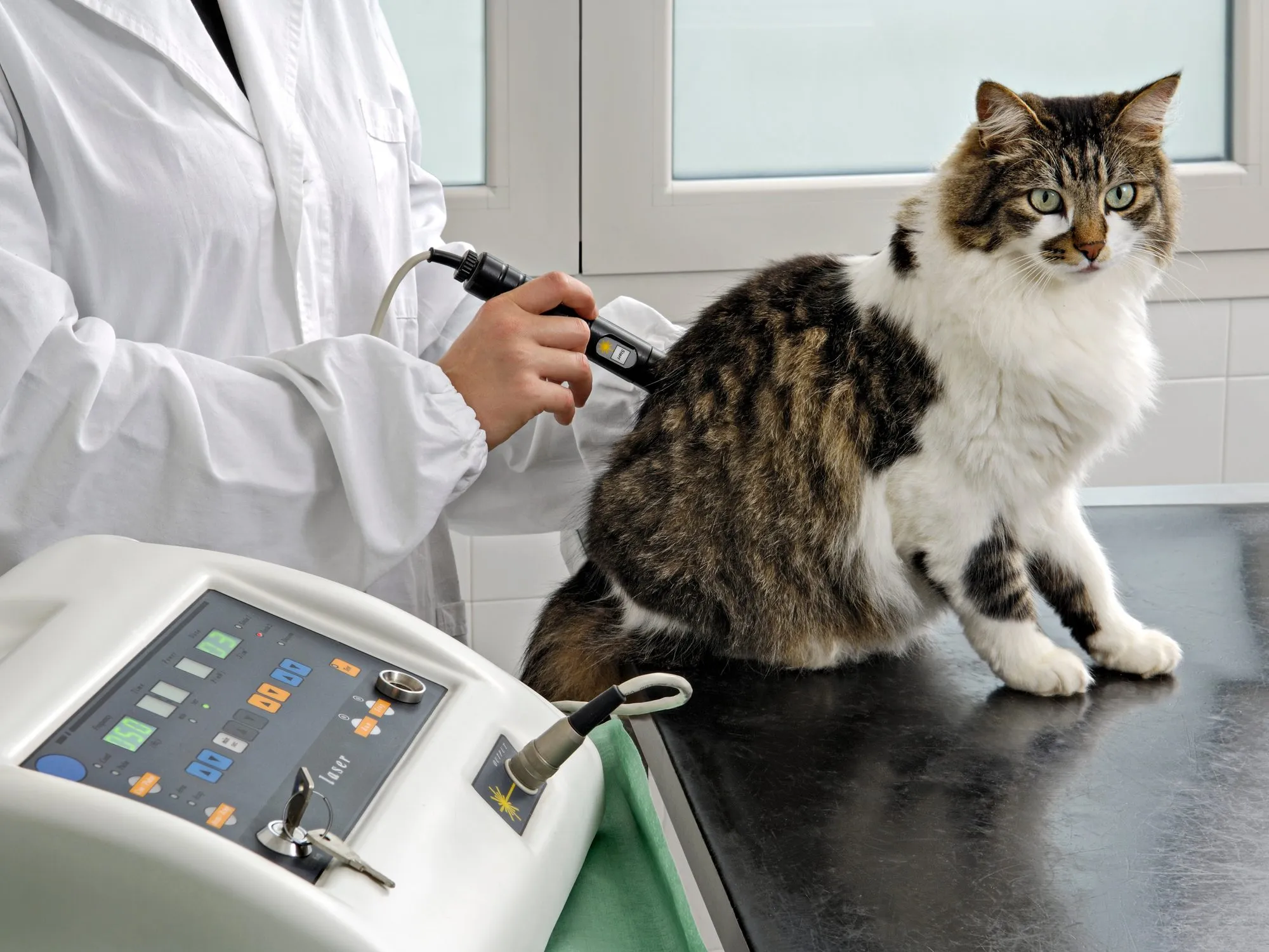 Veterinarian treating a tabby cat with a therapy laser